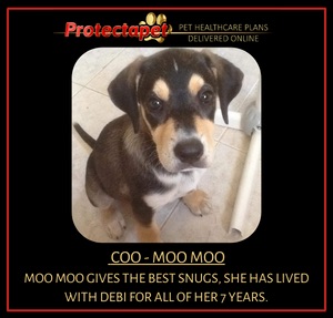 Moo Moo is Debi´s Protectapet office dog. Debi is the COO chief operations officer at Protectapet.